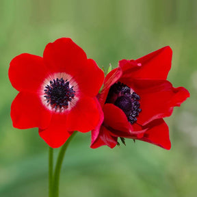 Anemone Jerusalem Red Corms for Sale