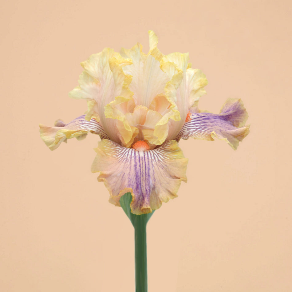 Carnival of Color Bearded Iris Rhizome for Sale