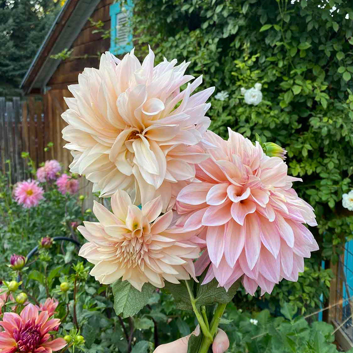 LIMITED! BIG BLOOMS MIX! 5 Dahlia Tubers!