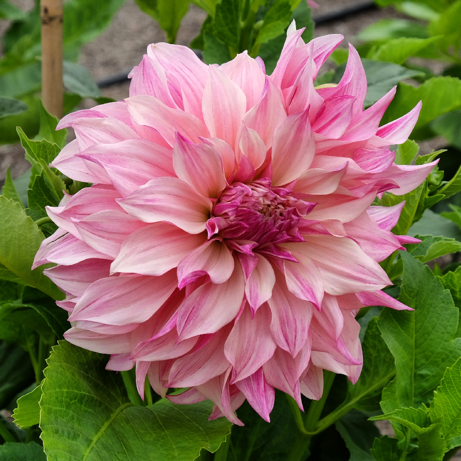 LIMITED! BIG BLOOMS MIX! 5 Dahlia Tubers!