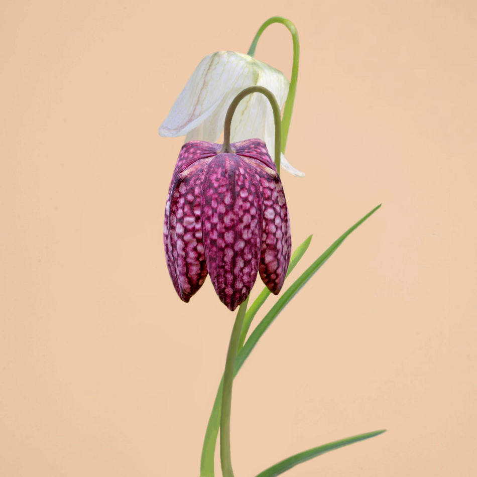 Fritillaria Meleagris Mix