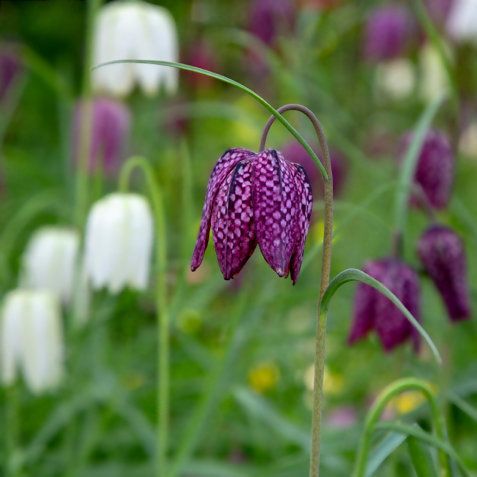 Fritillaria Meleagris Mix