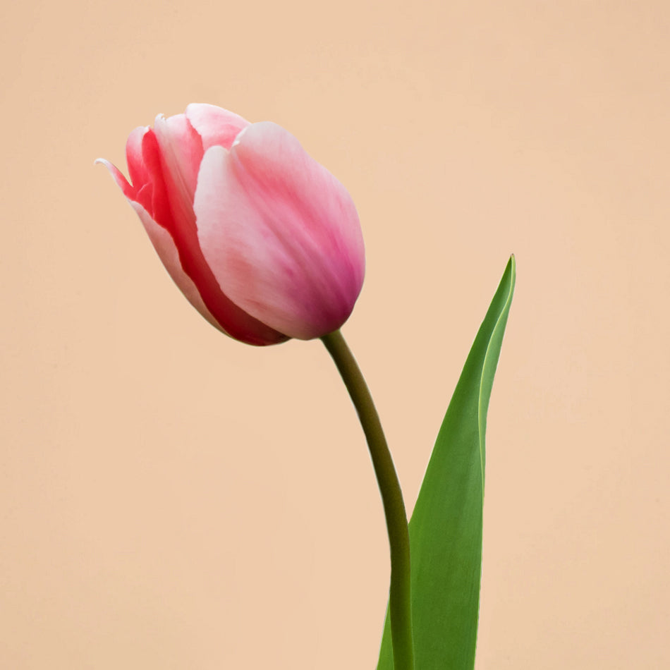 Pink Tulip (Tonal)  Millie & Maggie Fiber Arts