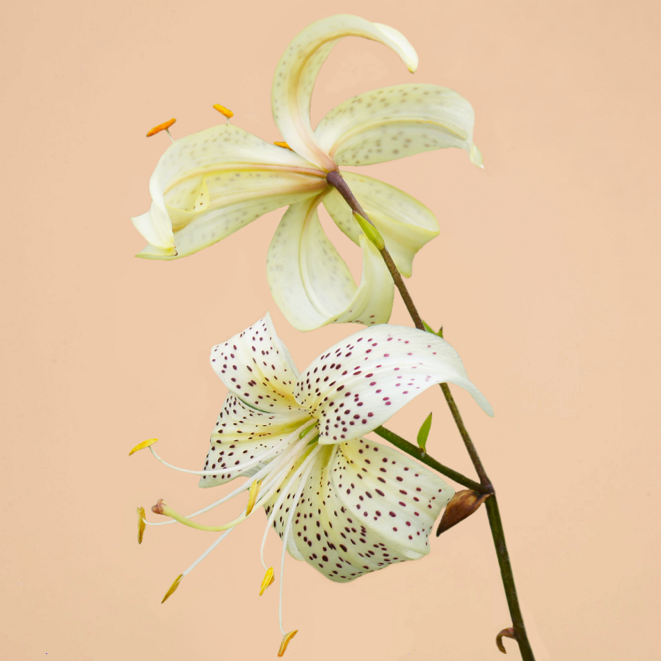 Asiatic White Tiger Lily 3 bulbs