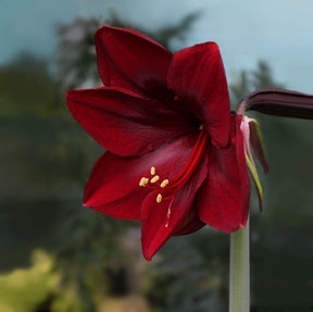 Amaryllis Royal Velvet Bulbs for Sale