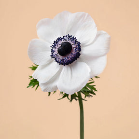 Anemone Mistral White Panda