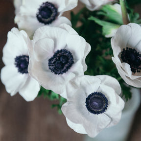 Anemone Mistral White Panda