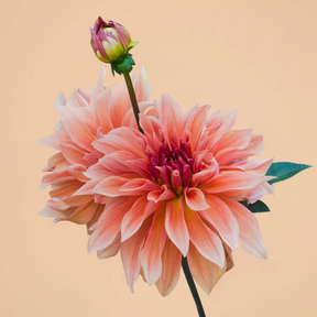 Dahlia Babylon Bronze- 2 tubers