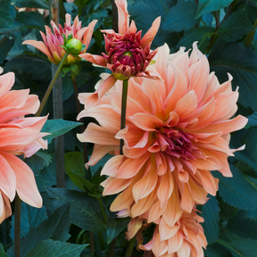 Dahlia Babylon Bronze- 2 tubers