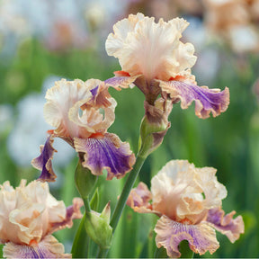 Carnival of Color Bearded Iris Rhizome for Sale