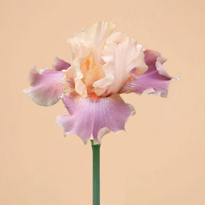 Entitled Bearded Iris Rhizome for Sale