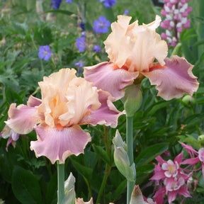 Entitled Bearded Iris Rhizome for Sale
