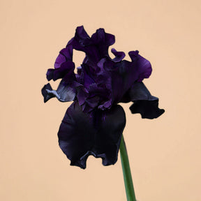 Raven Girl Bearded Iris Rhizome for Sale