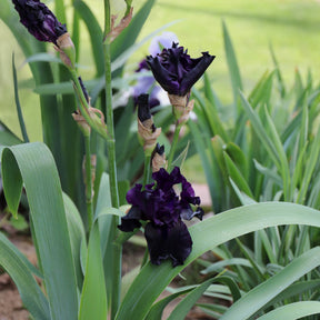 Raven Girl Bearded Iris Rhizome for Sale