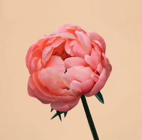 Peony Coral Charm (3/5 Eye)