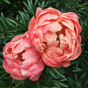 Peony Coral Charm (3/5 Eye)