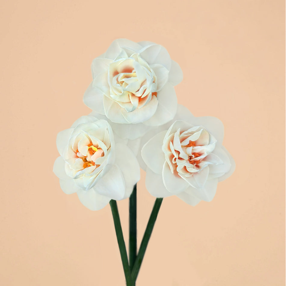 Yosemite Valley Daffodil Bulbs for Sale