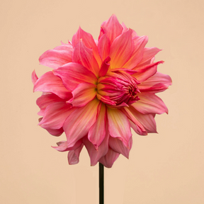 Dahlia Islander- 2 tubers