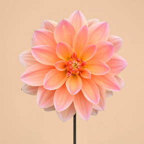 Dahlia Mr. Frans- 2 tubers