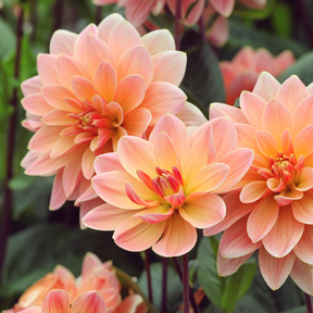 Dahlia Mr. Frans- 2 tubers