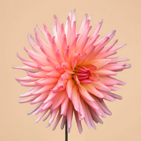 Dahlia Preference- 2 tubers