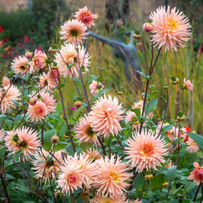 Dahlia Preference- 2 tubers