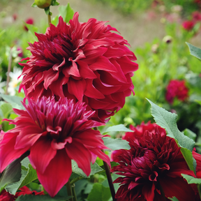 Dahlia Spartacus- 2 tubers
