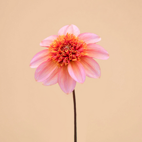 Dahlia Totally Tangerine- 3 tubers