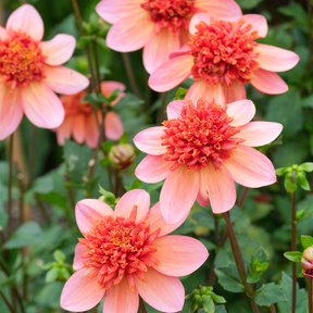 Dahlia Totally Tangerine- 3 tubers