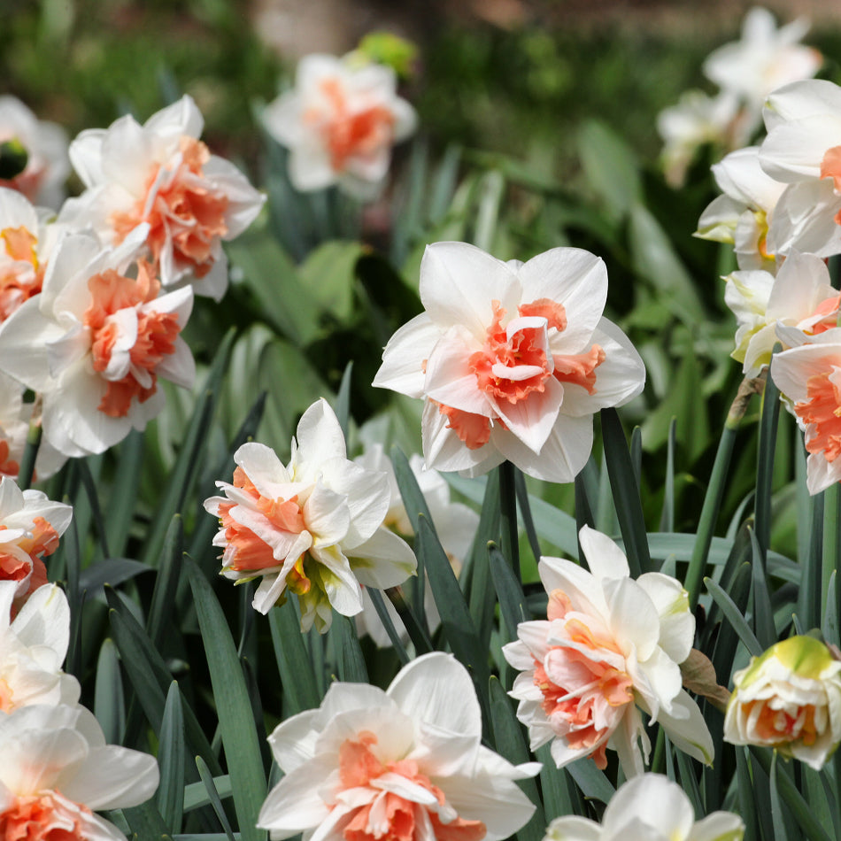 Delnashaugh Daffodil Bulbs for Sale