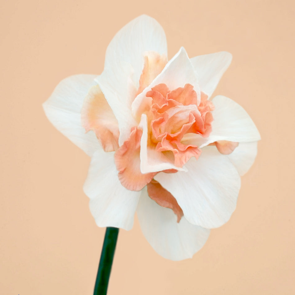 Delnashaugh Daffodil Bulbs for Sale