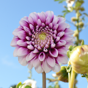 Dahlia Edinburgh- 2 tubers