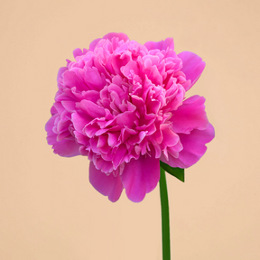 Peony Edulis Superba