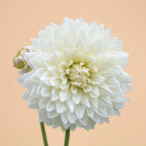 Dahlia Fleurel- 2 tubers