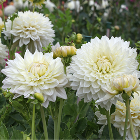 Dahlia Fleurel- 2 tubers