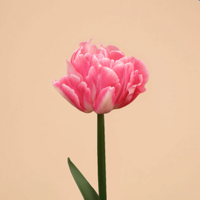 Tulip Foxtrot