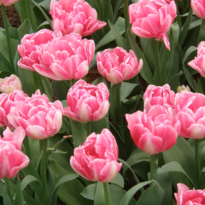 Tulip Foxtrot