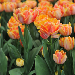 Tulip Foxy Foxtrot