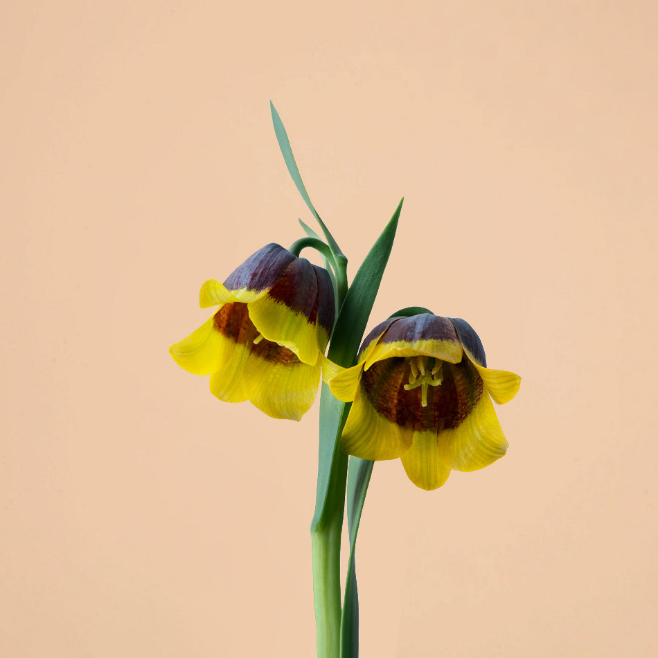 Fritillaria Michailovskyi Bulbs for Sale