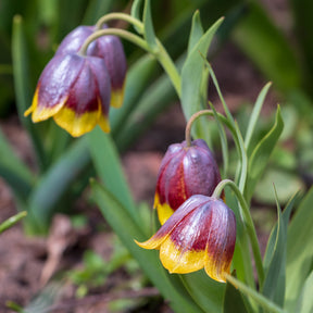Fritillaria Michailovskyi Bulbs for Sale