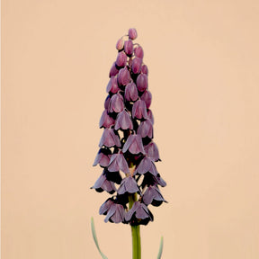 Fritillaria Perscia Bulbs for Sale