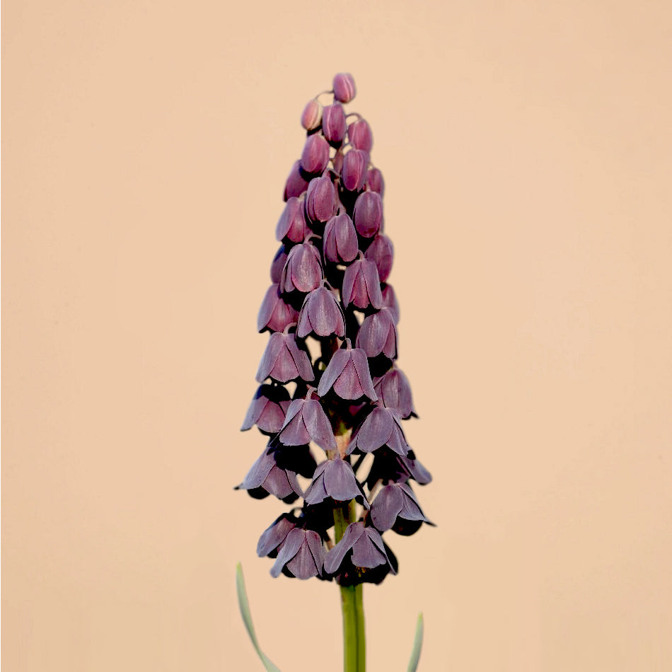 Fritillaria Perscia Bulbs for Sale