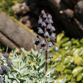 Fritillaria Perscia Bulbs for Sale