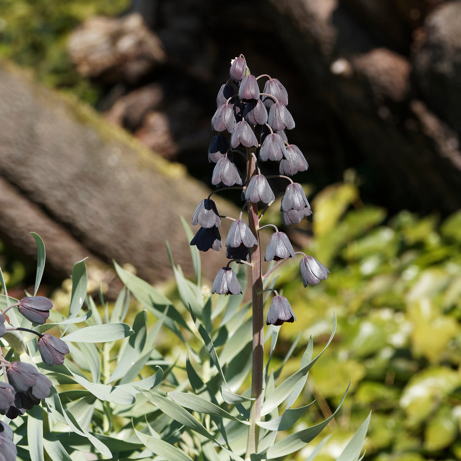 Fritillaria Perscia Bulbs for Sale