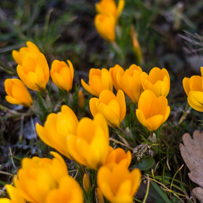 Crocus Golden Yellow