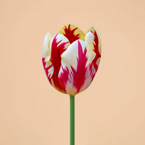 Tulip Grand Perfection