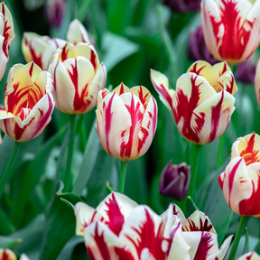 Tulip Grand Perfection