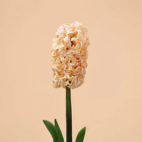Hyacinth Apricot Passion Bulbs for Sale