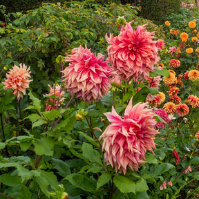 Dahlia Islander- 2 tubers