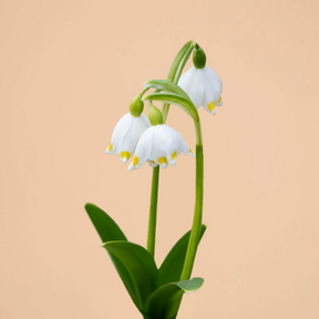 Leucojum Gravetye Giant